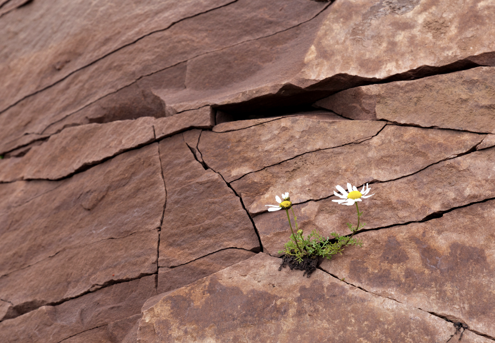 Brand imagery — resilience